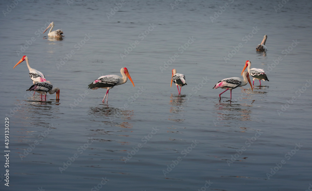 flamingoes migrating