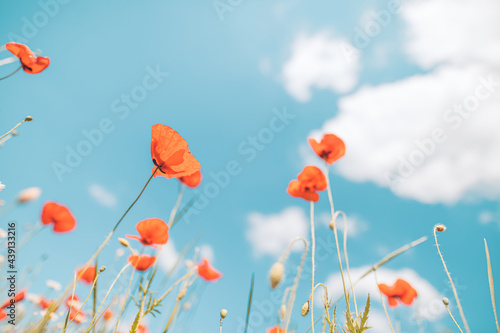 Fototapeta Naklejka Na Ścianę i Meble -  Gently red poppy flowers outdoors in summer spring close-up on turquoise blue sky background. Delicate dreamy closeup of beauty of nature concept. Idyllic meadow nature landscape