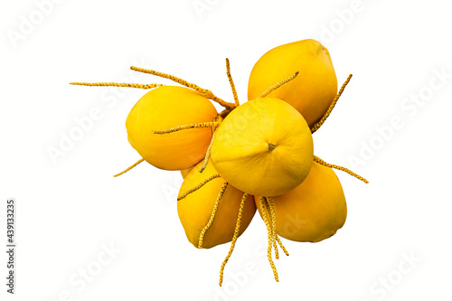 Beautiful king coconut (yellow coconut) fresh coconut cluster isolated on white background with clipping path