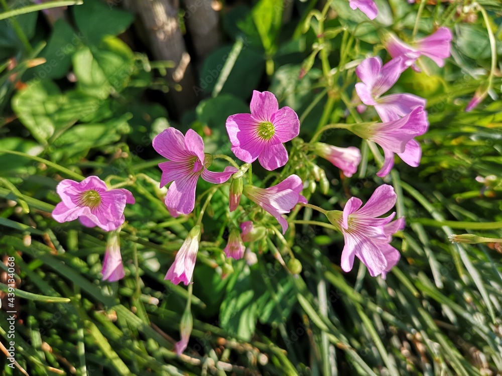 初夏の花 初夏の花