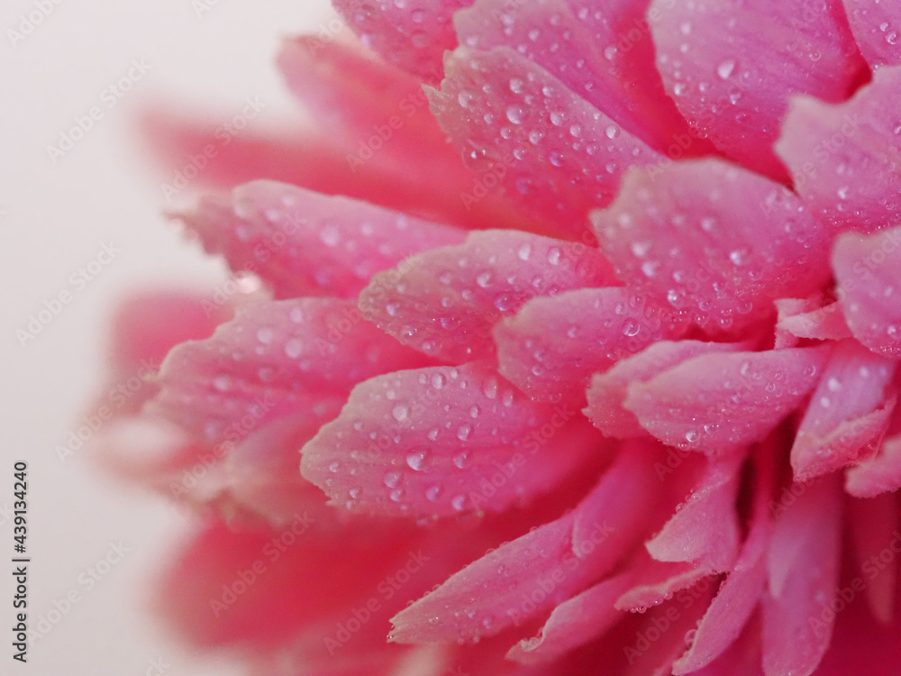 Floral background of peonies with drops