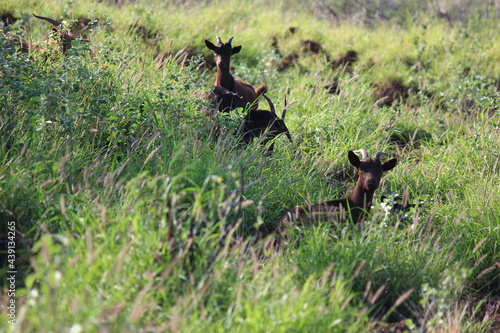 ハワイ島（ビッグアイランド）。野生化したヤギの群れ。 photo