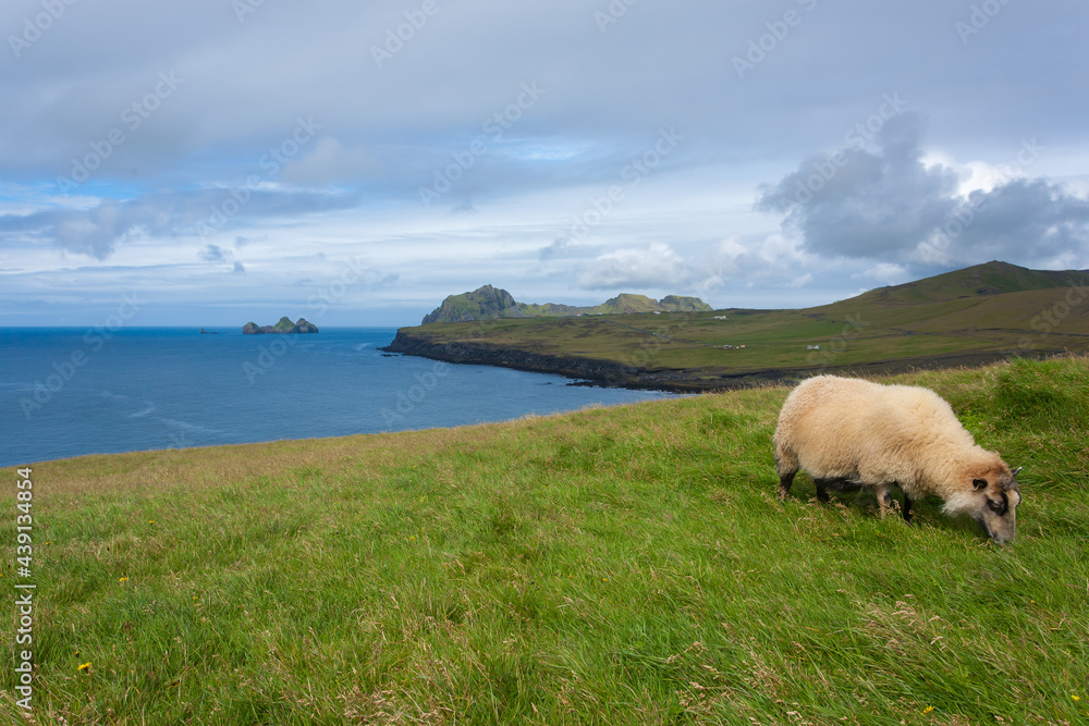 Vestmannaeyjar island beach day view, Iceland landscape.