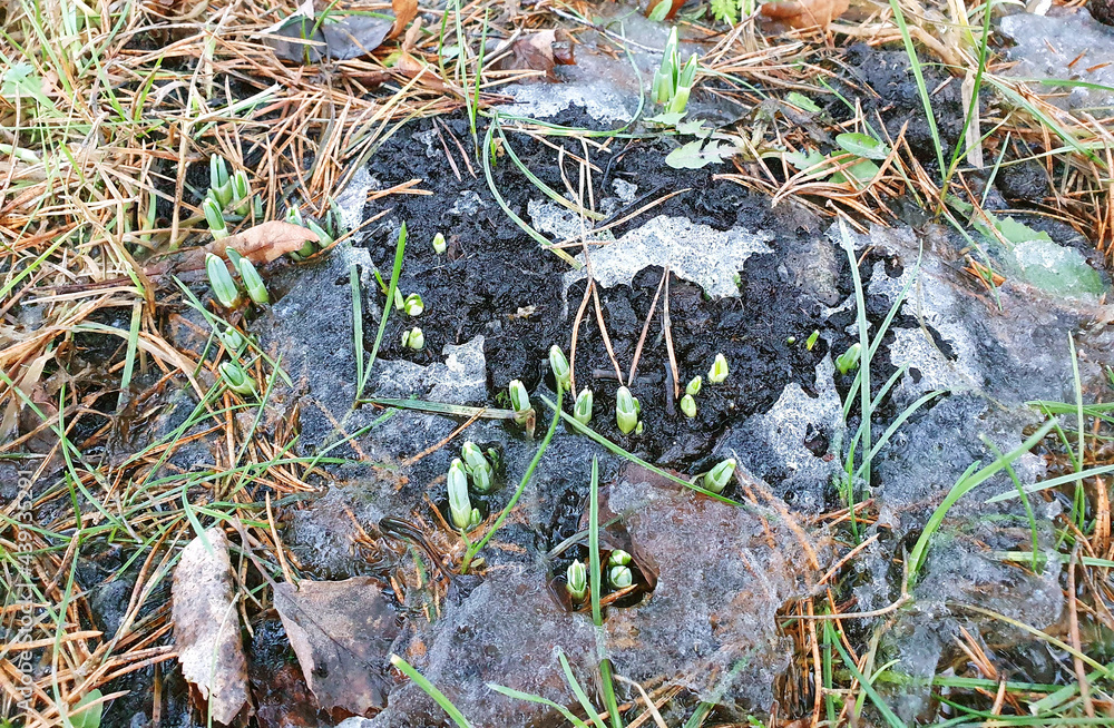 After winter, Galanthus (Snowdrops) wakes up, spring, freezing winter and the first flowers	
