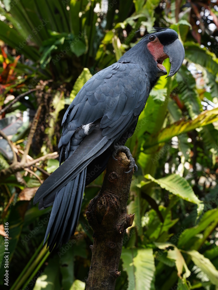 Obraz premium Black parrot Palm Cockatoo sitting in the jungle of Bali, Indonesia
