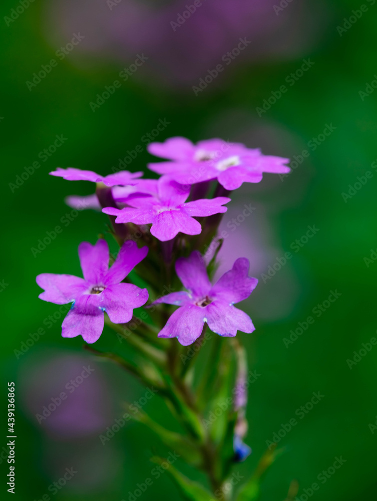 flower in the garden flower in the garden