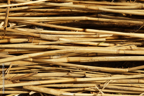 Dry reeds texture. Organic nature wallpaper of yellow cane.