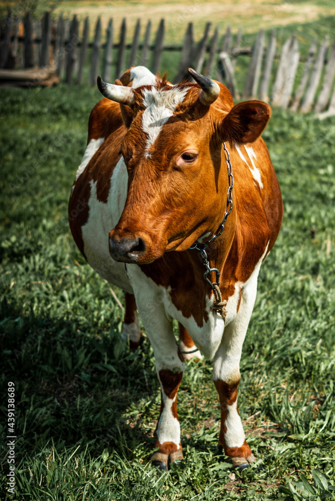 Obraz premium Closeup portrait of red and white cow standing on fresh green grass lawn