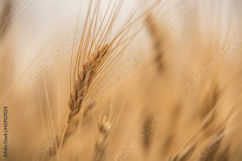 Yellow grain ready for harvest growing in a farm field 