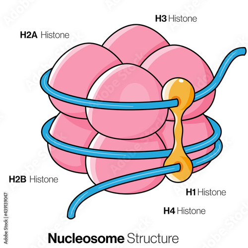 Structure of Histone protein and DNA Complex illustration.