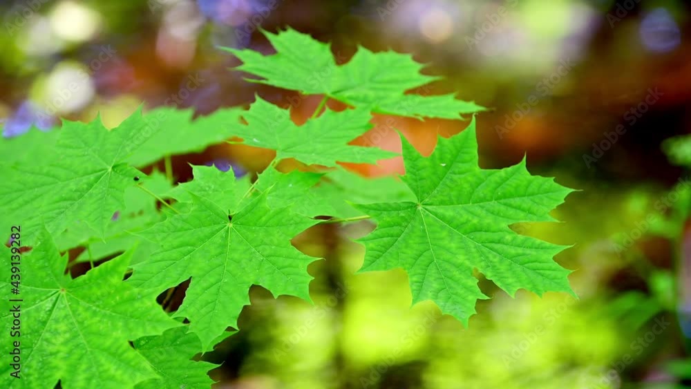 Maple tree leaf over water Maple tree leaf over water