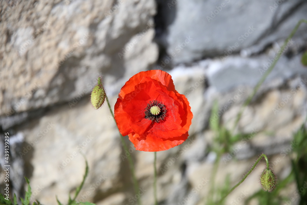 Close-up of a poppy flower against a stone wall background Close-up of a poppy flower against a stone wall background