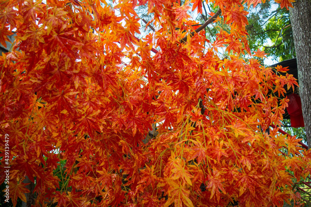Japanese autumn leaves. Background group autumn orange leaves Japanese autumn leaves. Background group autumn orange leaves