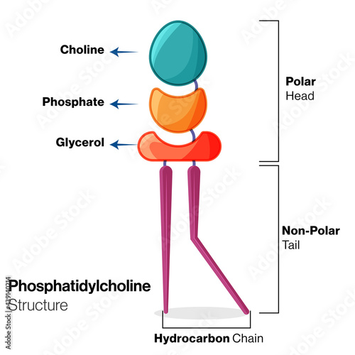 Structure of phospholipids: Phosphatidyl Choline Illustration. 