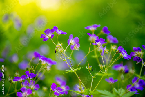 Obraz na plátně Bloody cranesbill  forest summer wildflowers