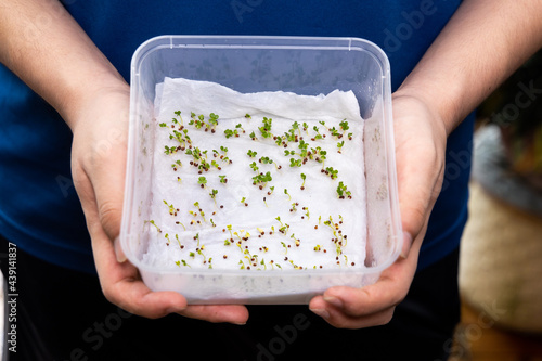 Fényképezés Person showing germinated seeds in moist water soaked kitchen towel within box