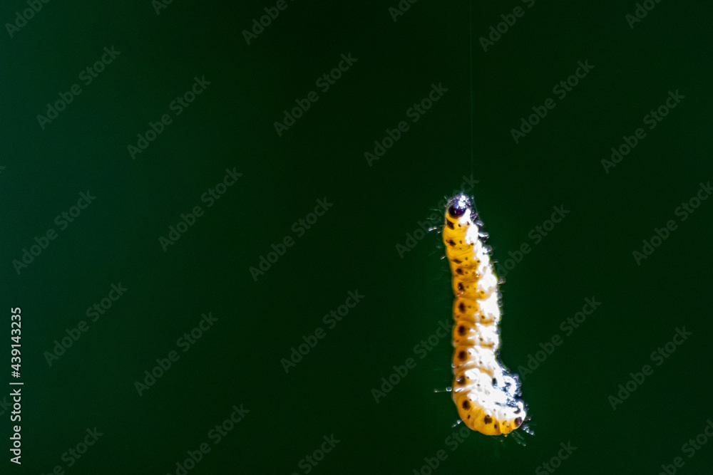 Little caterpillar hanging in the air on a silky line with natural blurred background uses silk cobwebs to climb on trees in yellow with black dots as next generation butterfly after metamorphosis Little caterpillar hanging in the air on a silky line with natural blurred background uses silk cobwebs to climb on trees in yellow with black dots as next generation butterfly after metamorphosis