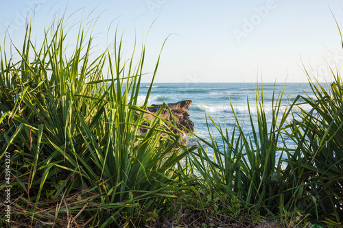 A beautiful tropical seascape with defocused sharp leaves of green thick and a piece of rock in the ocean.