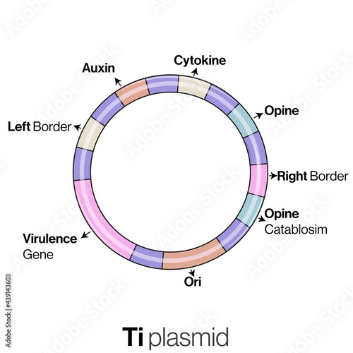 Bacterial Plasmid DNA Structure: Ti Plasmid.