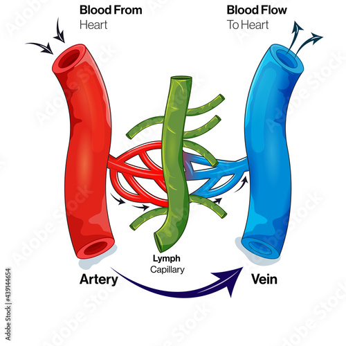 Human Lymphatic system illustration with blood vessels.