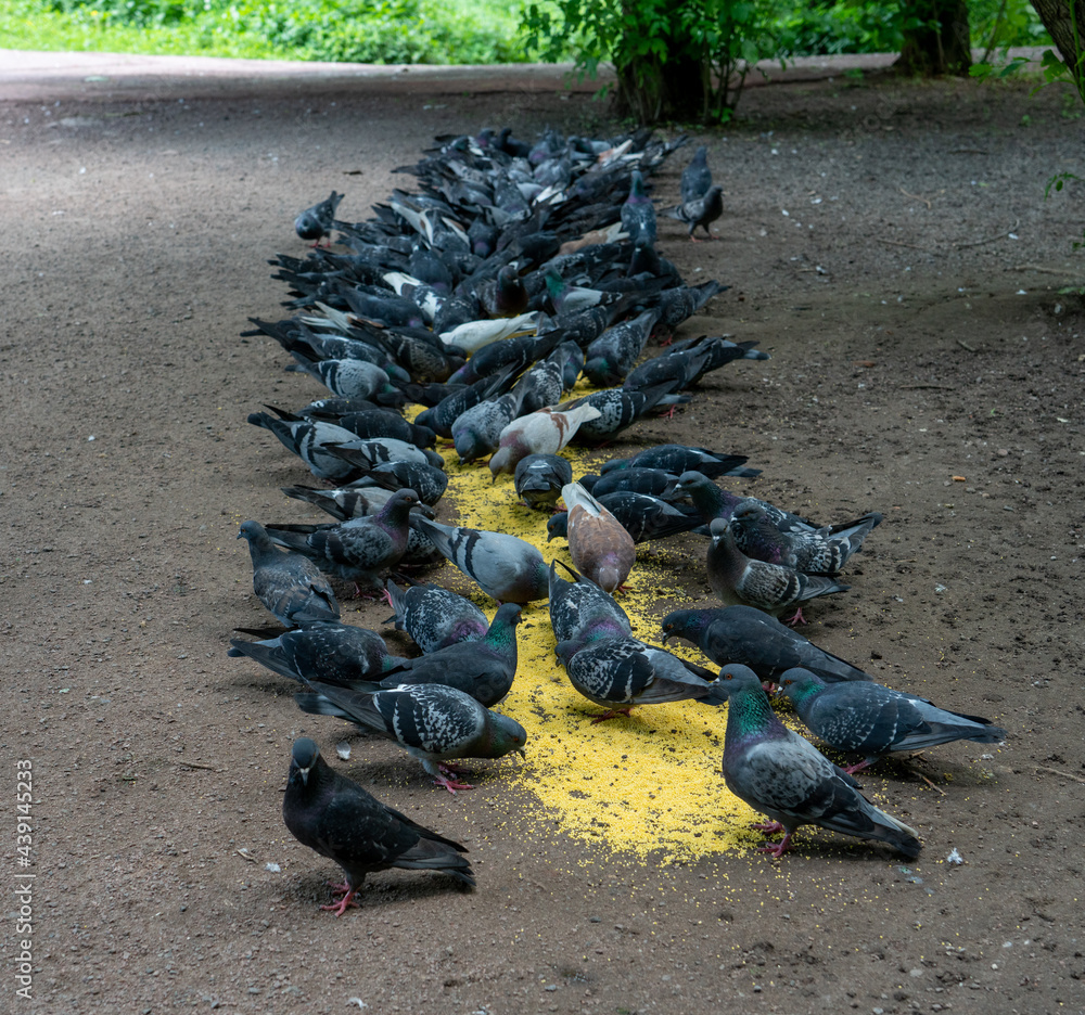 Fototapeta premium pigeons on the ground