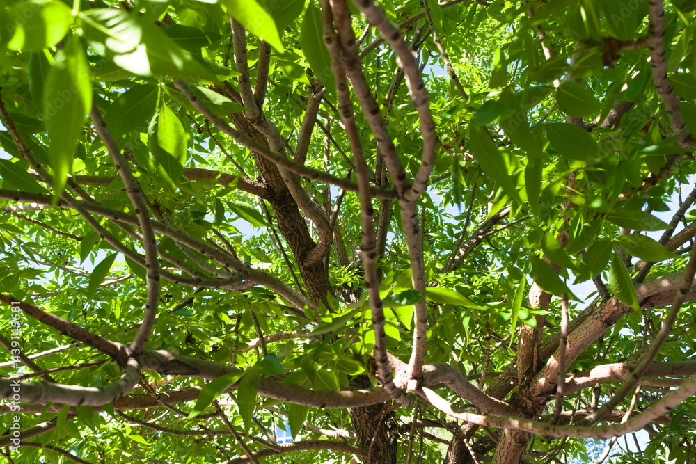 green leaves on a tree green leaves on a tree