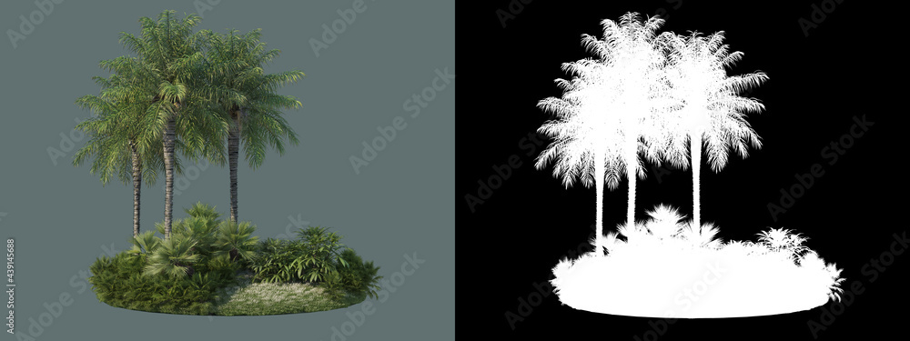 Fototapeta premium various types of palm trees 
