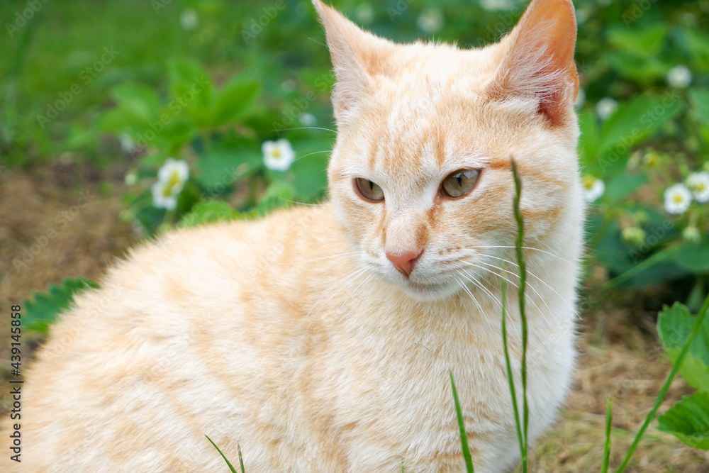 A ginger cat walks relaxed in the yard on the grass.