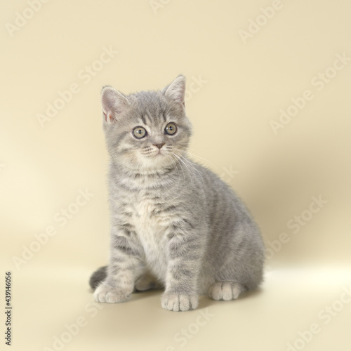 Fototapeta Naklejka Na Ścianę i Meble -  Blue spotted kitten on the beige studio background