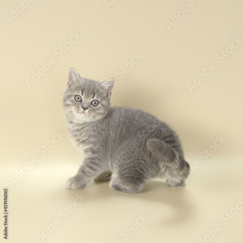 Blue spotted kitten on the beige studio background © Маргарита Свалова