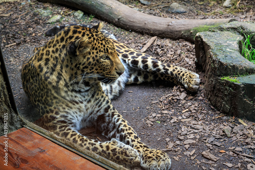 Leopard Panthera pardus resting in zoo park photo