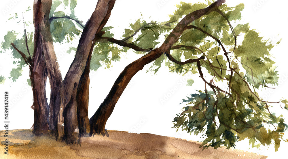 watercolor drawing tree trunks, hand drawn illustration