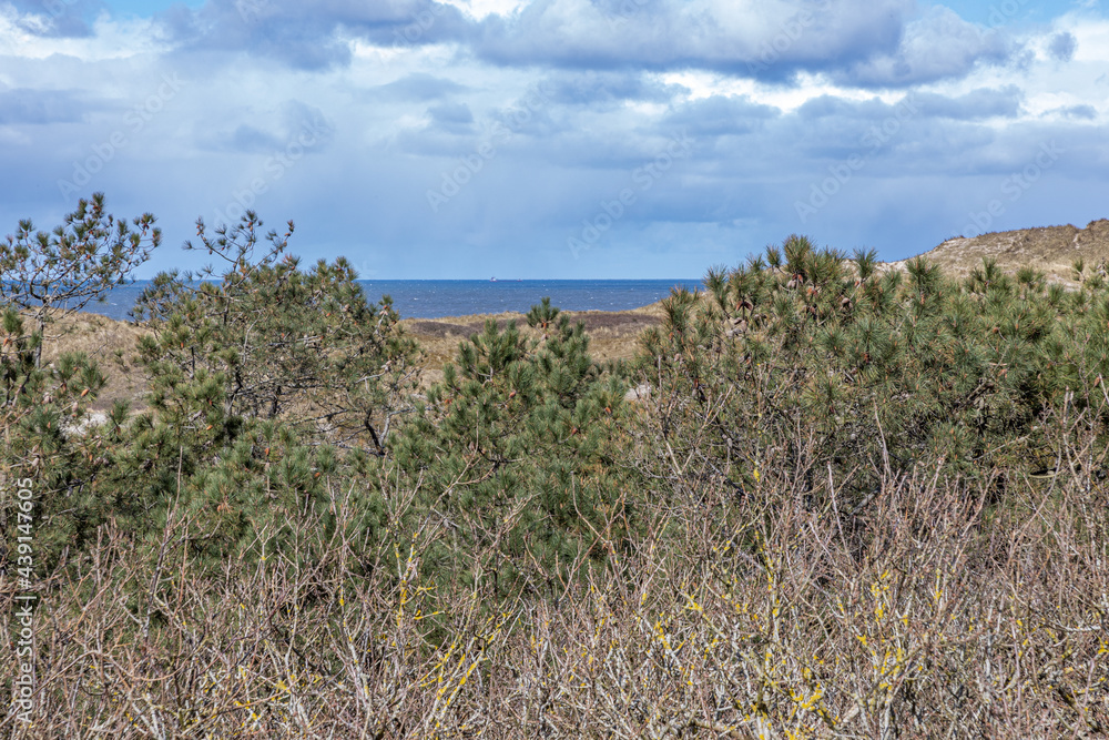 Green pines among the bare wild plants and the sea in the background in the Dutch dunes nature reserve, spring day with a blue sky with white clouds in Schoorlse Duinen, North Holland, Netherlands