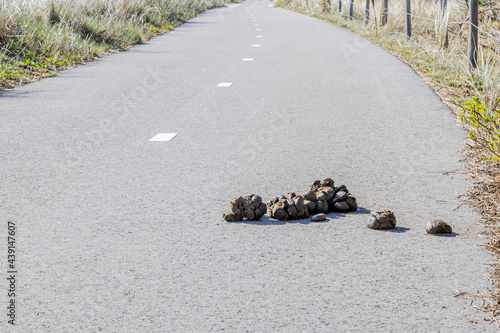 Horse manure on a pedestrian and bicycle path between wild grass and fences, sunny day in Schoorlse Duinen, North Holland, Netherlands photo