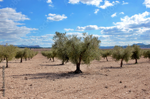 olive field. cultivation of young trees for organic farming for olive oil production