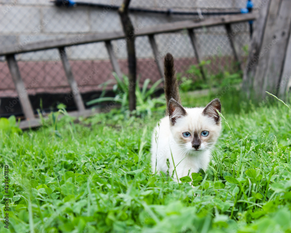 A white kitten on the lawn with blue eyes.