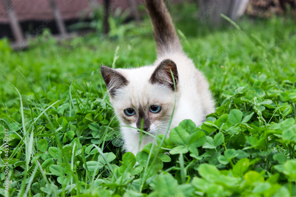 A white kitten on the lawn with blue eyes. A white kitten on the lawn with blue eyes.