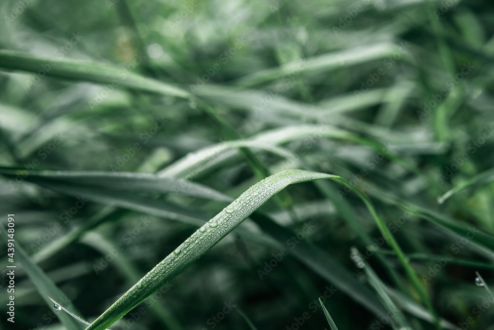 Dark green grass with dew drops summer background, green gras meadow in the morning Dark green grass with dew drops summer background, green gras meadow in the morning