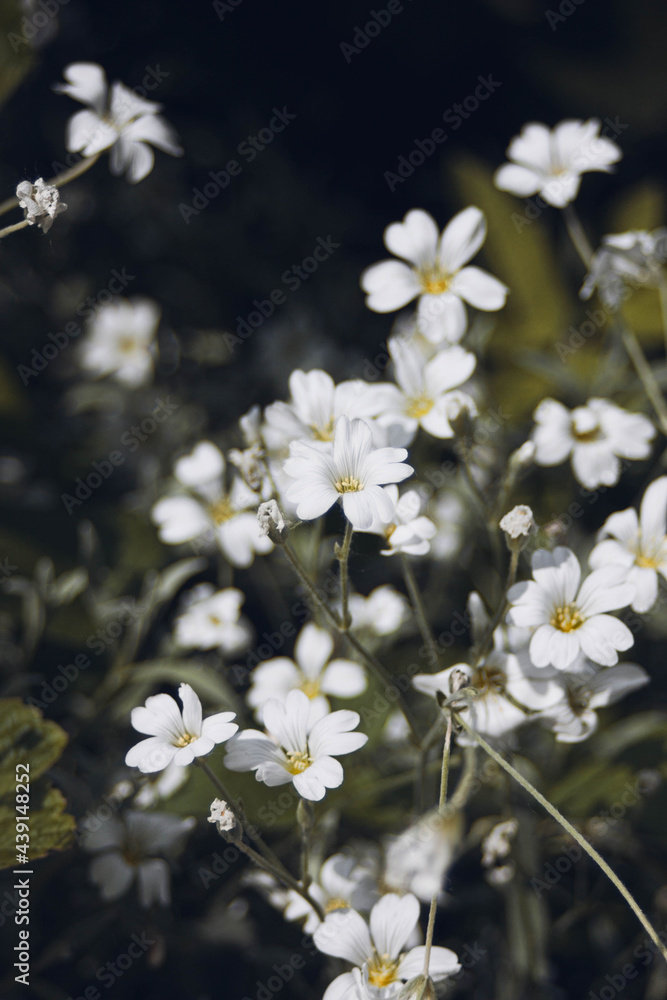 Cerastium tomentosum Cerastium tomentosum