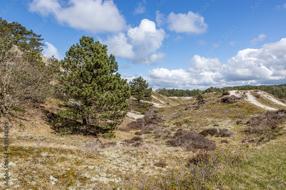 Green pine trees among the hills with white sand, wild grass, dry heather in a Dutch dune reserve, spring day with a blue sky with white clouds in Schoorlse Duinen, North Holland, Netherlands