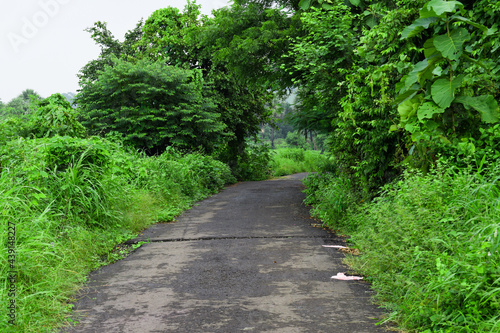 Path in the park with greenery.