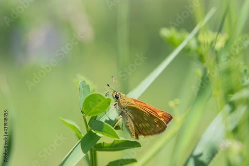 Large skipper butterfly (Ochlodes sylvanus) on a green meadow.