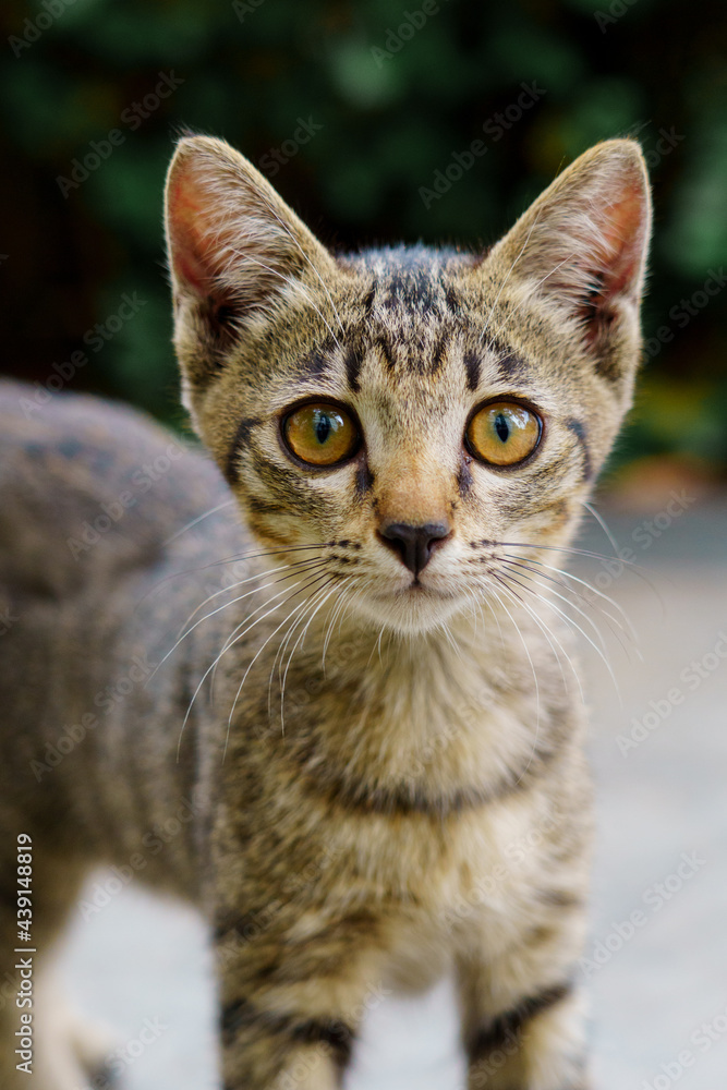 The kitten looking at camera:portrait of cat. The kitten looking at camera:portrait of cat.