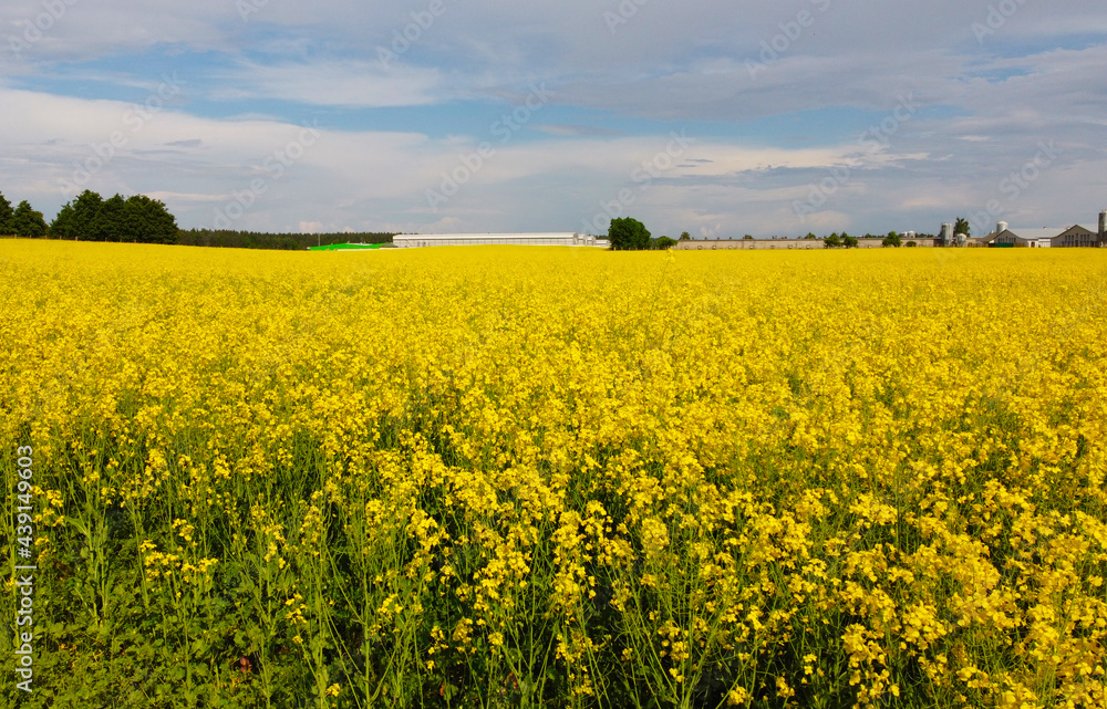 Aerial view of yellow flowers of agricultural rapeseed for background
