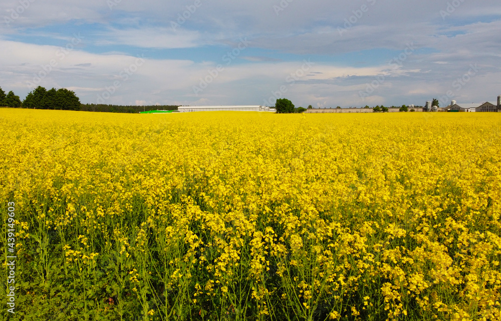 Aerial view of yellow flowers of agricultural rapeseed for background Aerial view of yellow flowers of agricultural rapeseed for background