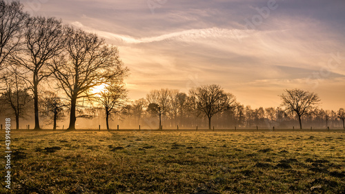 Green meadow surrounded by trees with light fog at sunrise on a spring morning