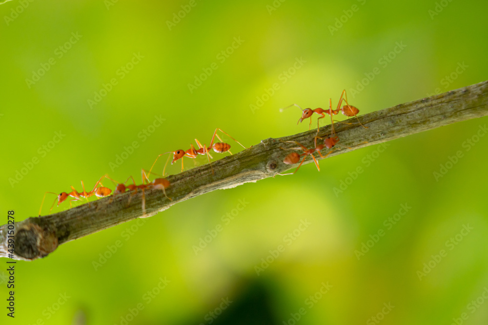 Ants walking on a branch. Ant on twigs.ant close-up. Ants walking on a branch. Ant on twigs.ant close-up.