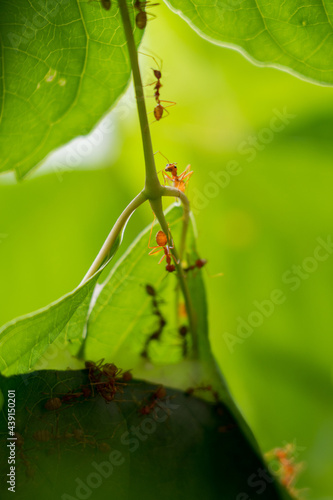 Colony of ants who are helping to build a nest. Ants close up.