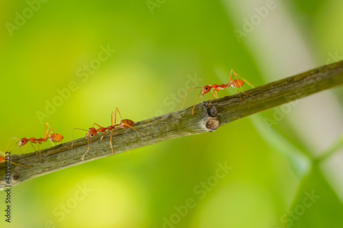 Ants walking on a branch. Ant on twigs.ant close-up. © Eakkarach