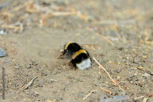 Shaggy bumblebee photo